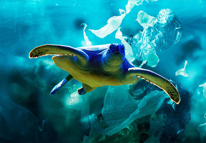 Greenpeace turtle